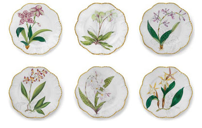 Histories D'Orchidees Dinner Plate Set of 6