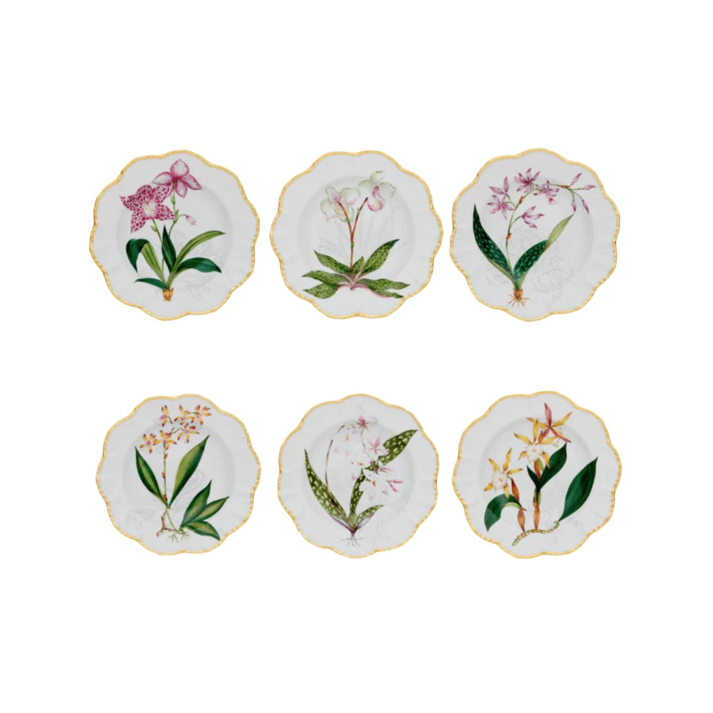 Histories D'Orchidees Dinner Plate Set of 6
