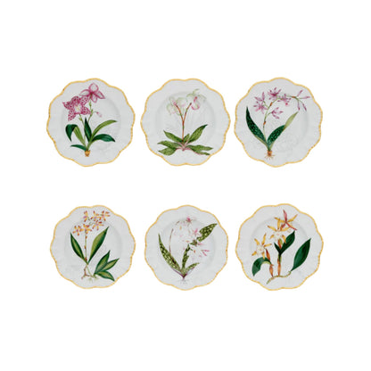Histories D'Orchidees Dinner Plate Set of 6